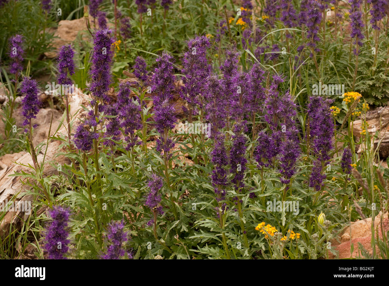 Silky Phacelia Phacelia sericea Grand Teton National Park, Wyoming, USA, North America. Stock Photo