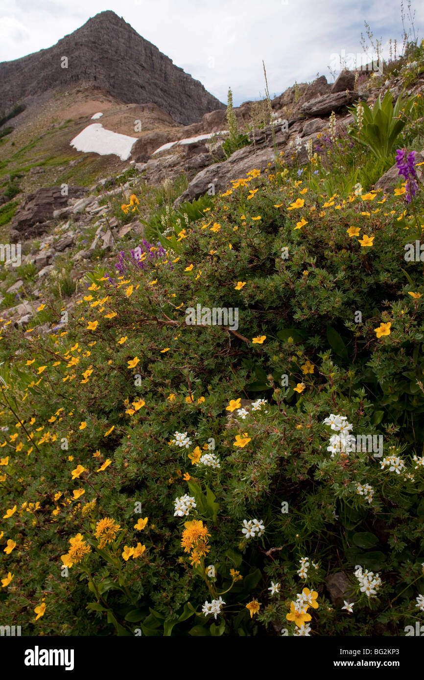 Shrubby Cinqufoil Potentilla fruticosa = Dasiphora floribunda = Pentaphylloides and other alpines in high scree Grand Teton Stock Photo