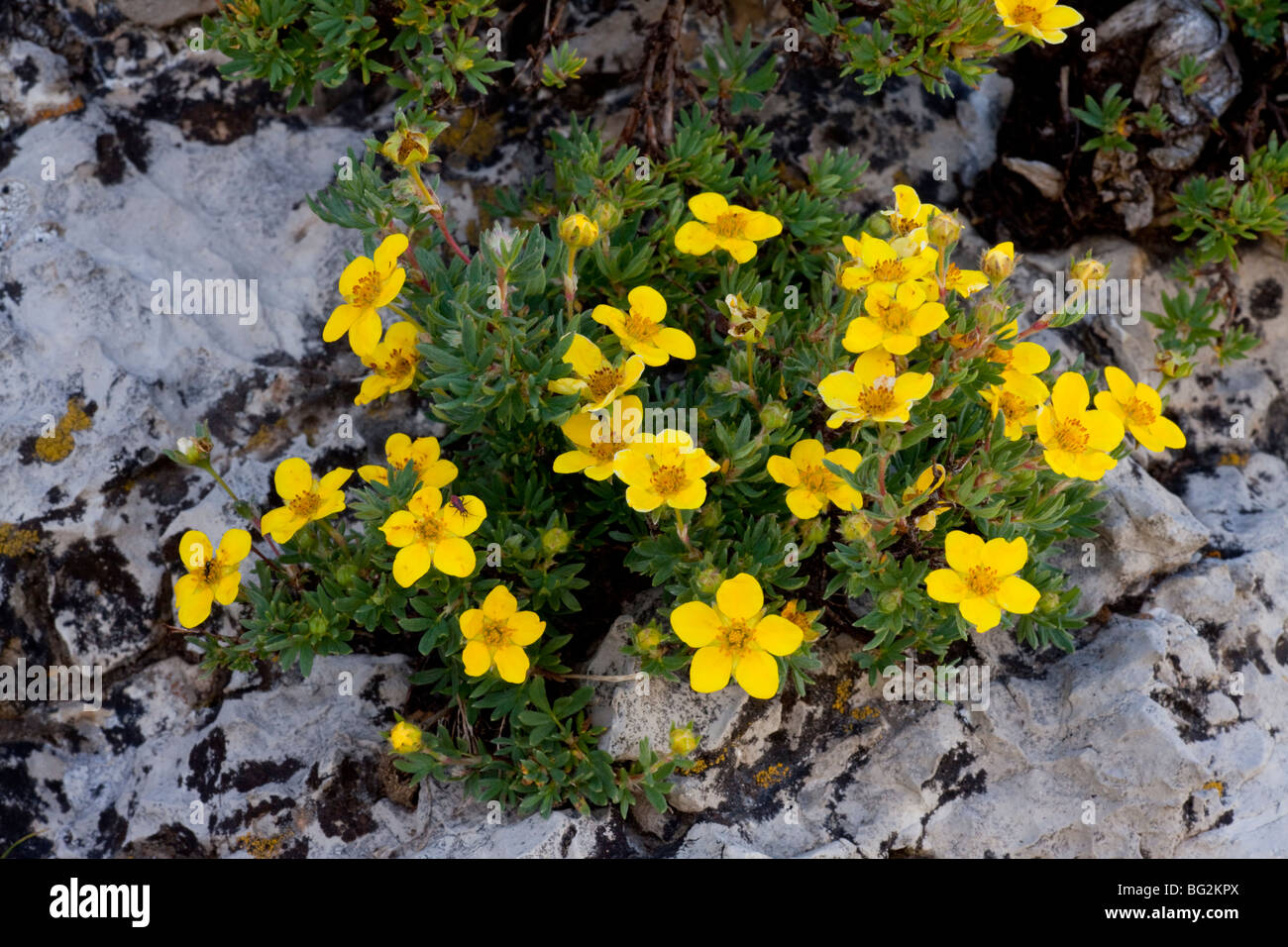 Shrubby Cinqufoil Potentilla fruticosa = Dasiphora floribunda = Pentaphylloides in high scree in the Grand Teton National Park Stock Photo