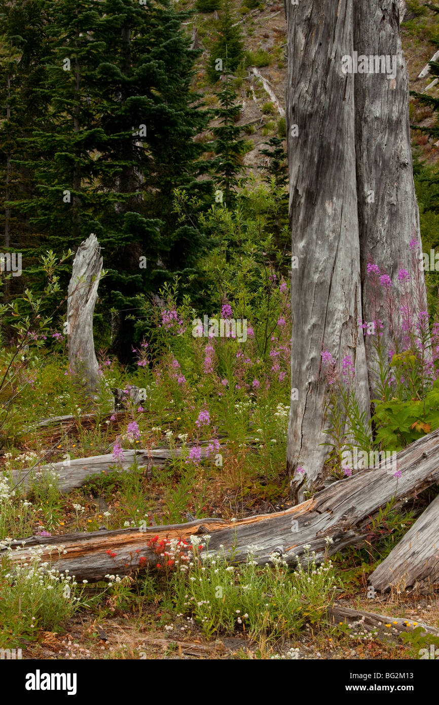 Regenerating flowers including Fireweed or Rosebay Willowherb, among burnt pines on Mount St Helens National Park, Washington Stock Photo