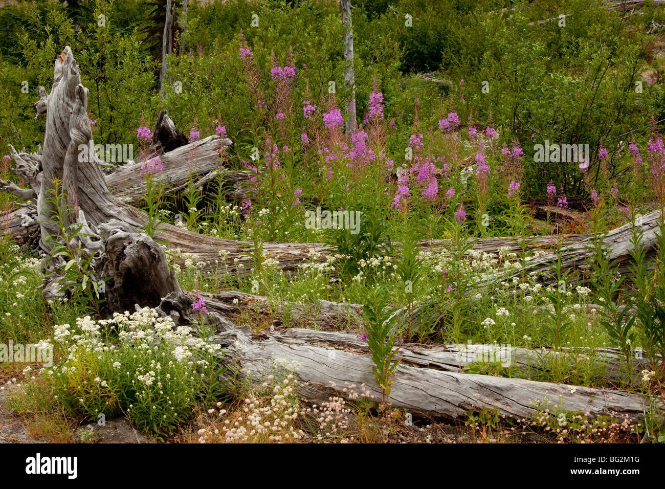Regenerating flowers including Fireweed or Rosebay Willowherb, among burnt pines on Mount St Helens National Park, Washington Stock Photo