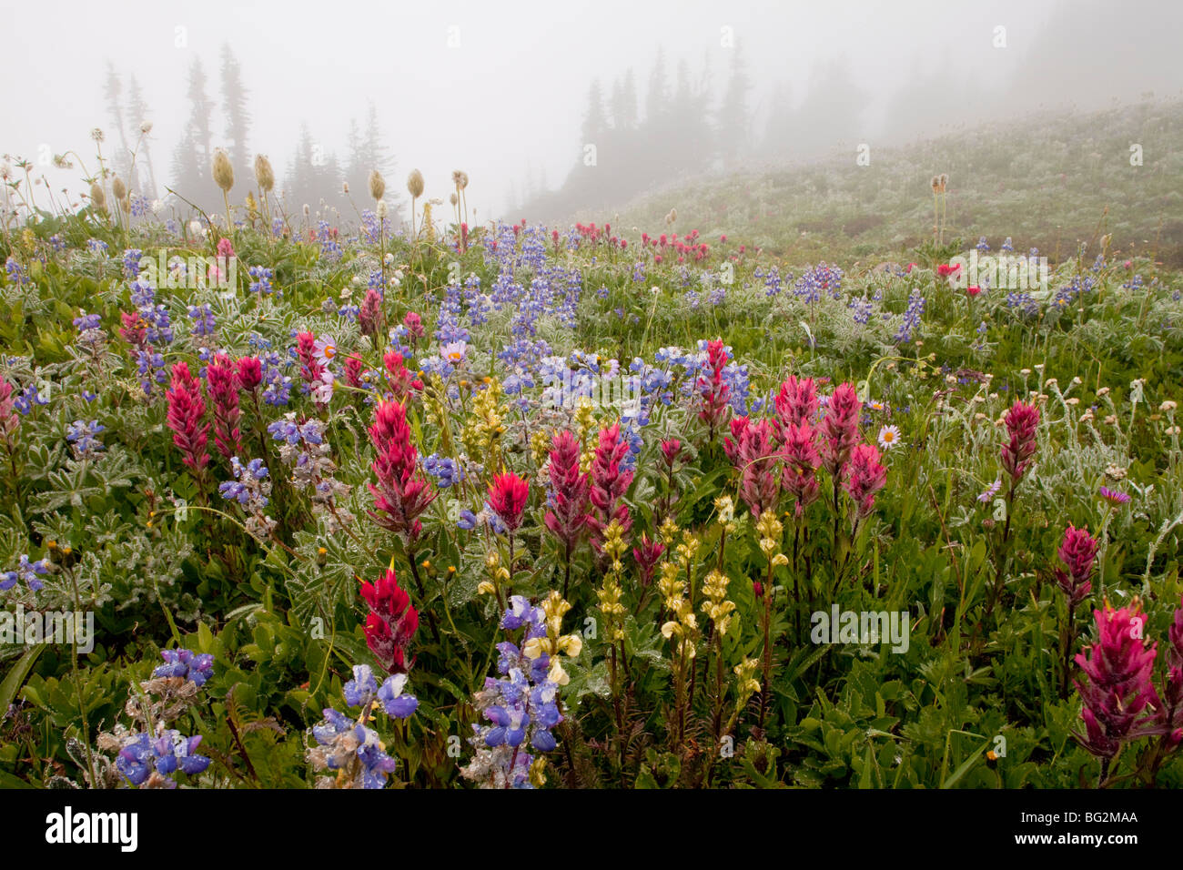 Spectacular summer alpine flowers including Magenta Paintbrush Castilleja parviflora, in mist on Mount Rainier National Park Stock Photo