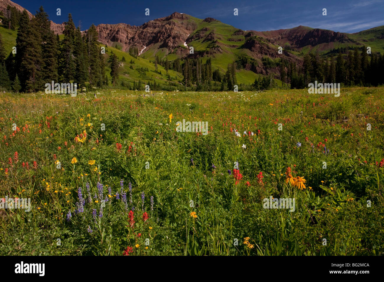 Mass of alpine flowers in Rustler's Gulch, Maroon Bells-Snowmass Wilderness, near Crested Butte, The Rockies, Colorado, Stock Photo