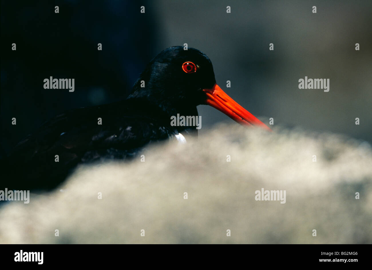 Oystercatcher bird uk hires stock photography and images Alamy