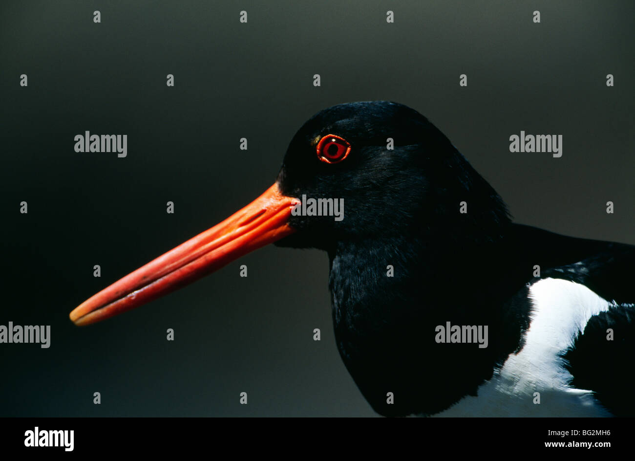 Oystercatcher bird uk hires stock photography and images Alamy
