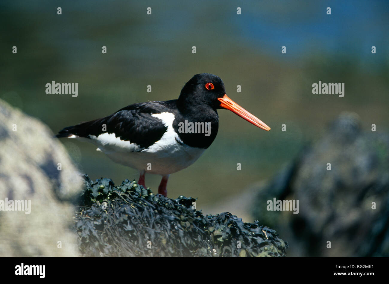 Oystercatcher on seaweed covered rock Stock Photo Alamy