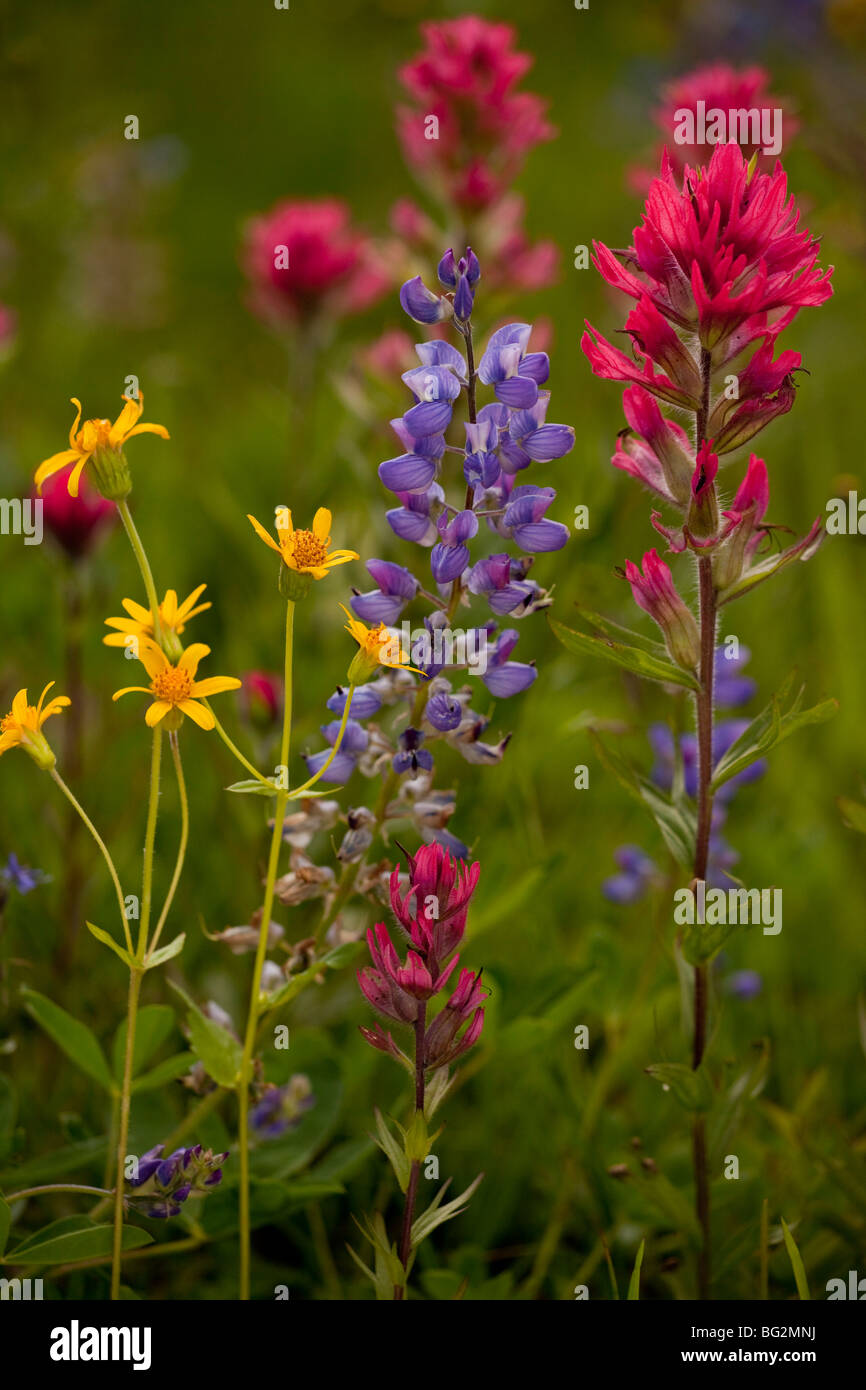 Mountain flowers - broadleaf Arnica, Magenta Paintbrush, lupins etc; Mount Rainier National Park, Washington, USA Stock Photo