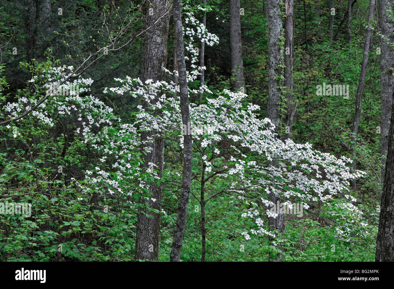 Appalachian Mountain Flora white Dogwood tree flowering spring greenery ...