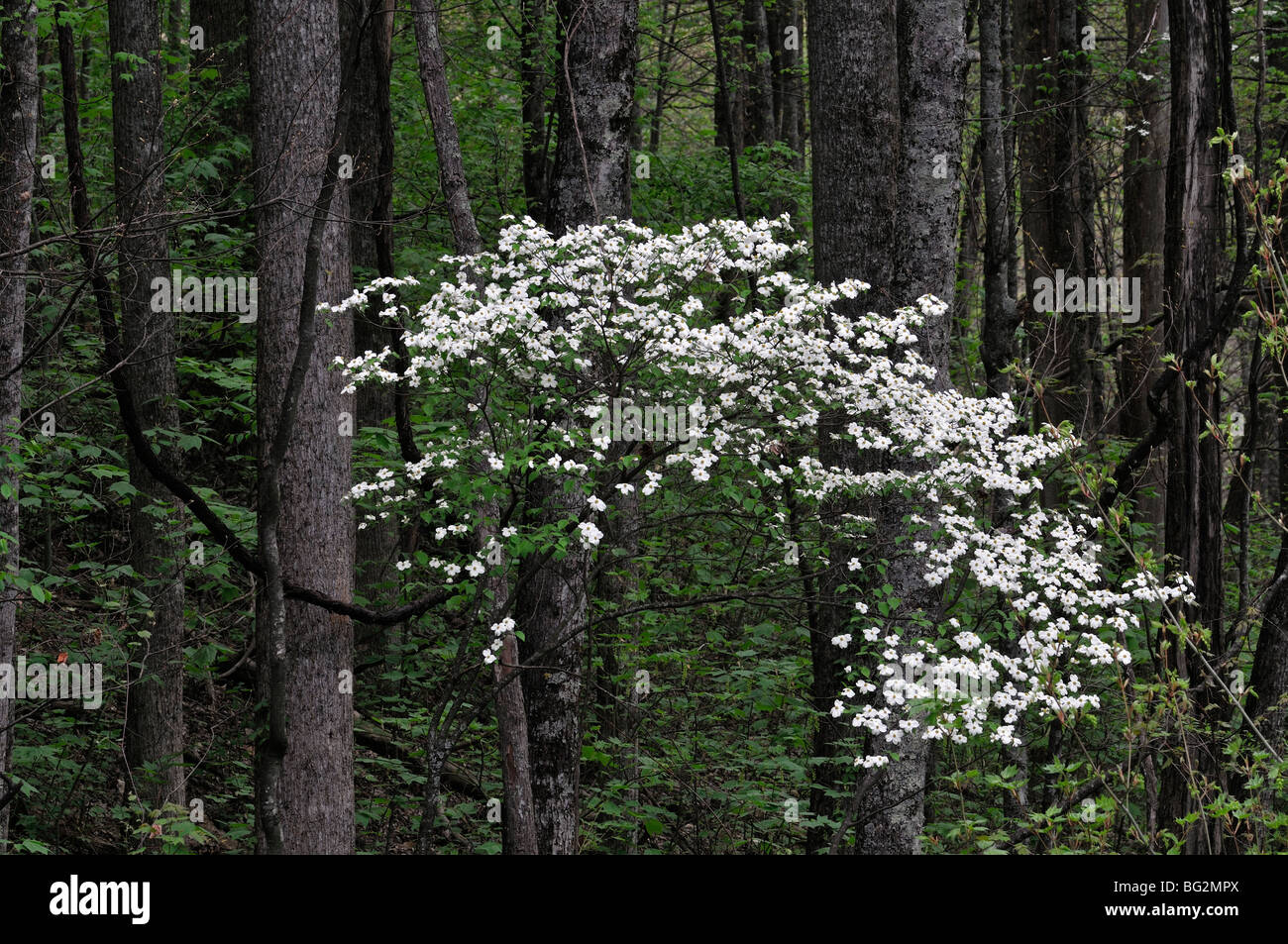 Appalachian Mountain Flora white Dogwood tree flowering spring greenery