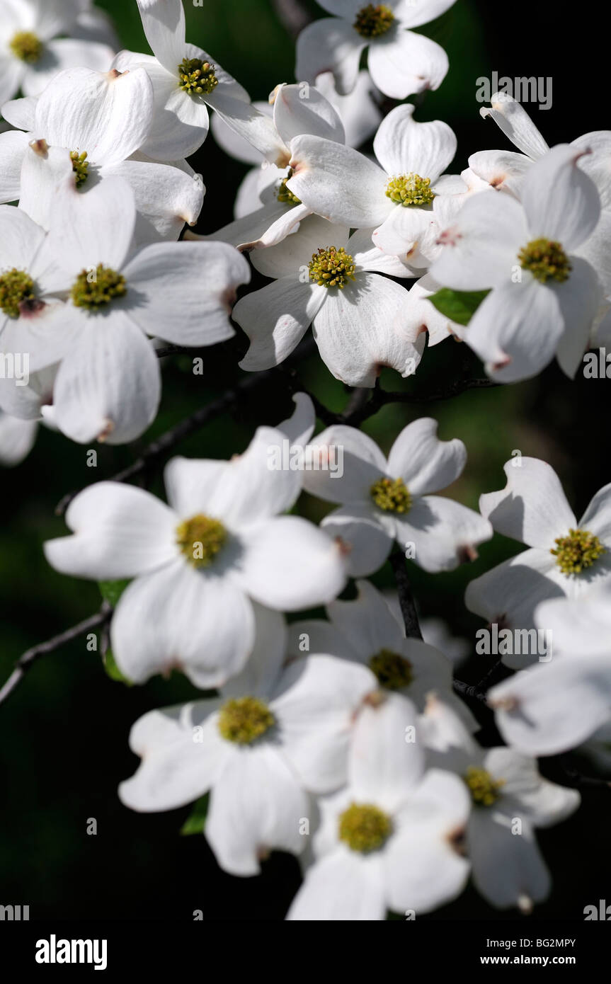 Appalachian Mountain Flora white Dogwood tree flowering spring greenery ...