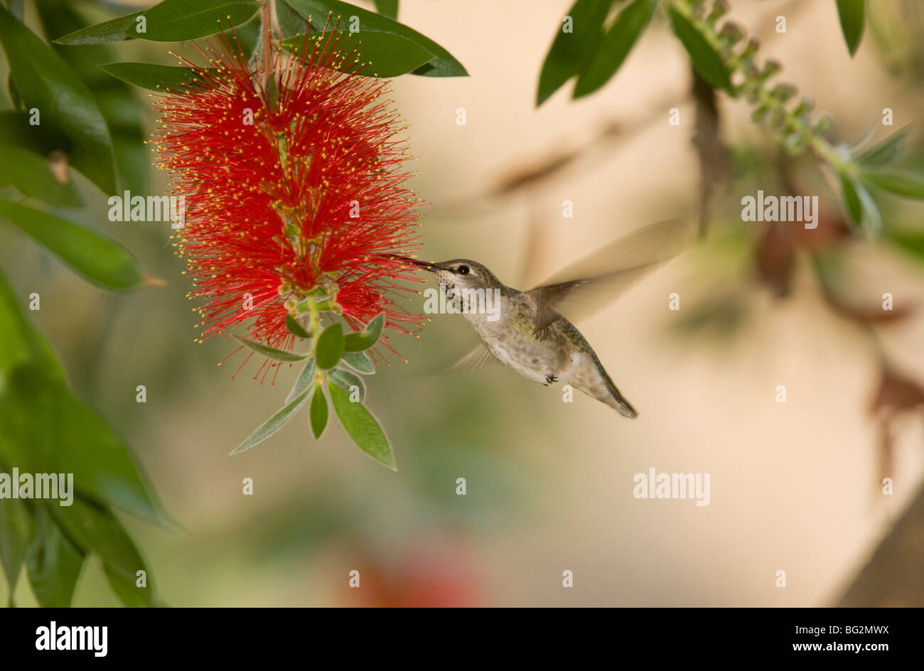 Immature Anna's Hummingbird Calypte anna visiting bottle-brush, California, United States Stock Photo