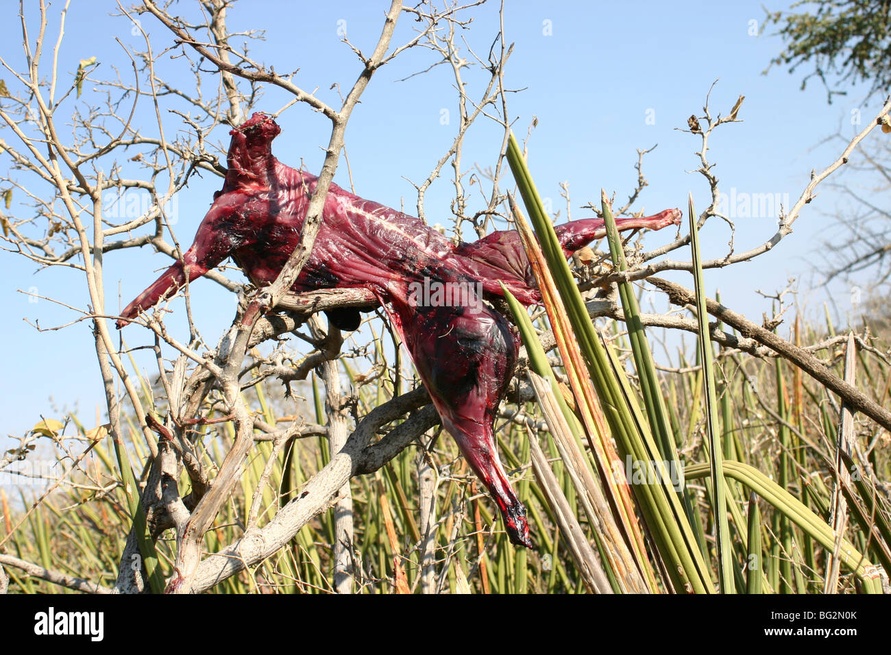 Africa, Tanzania, Lake Eyasi, Hadza hunters collect the hunted animals before cooking Stock Photo