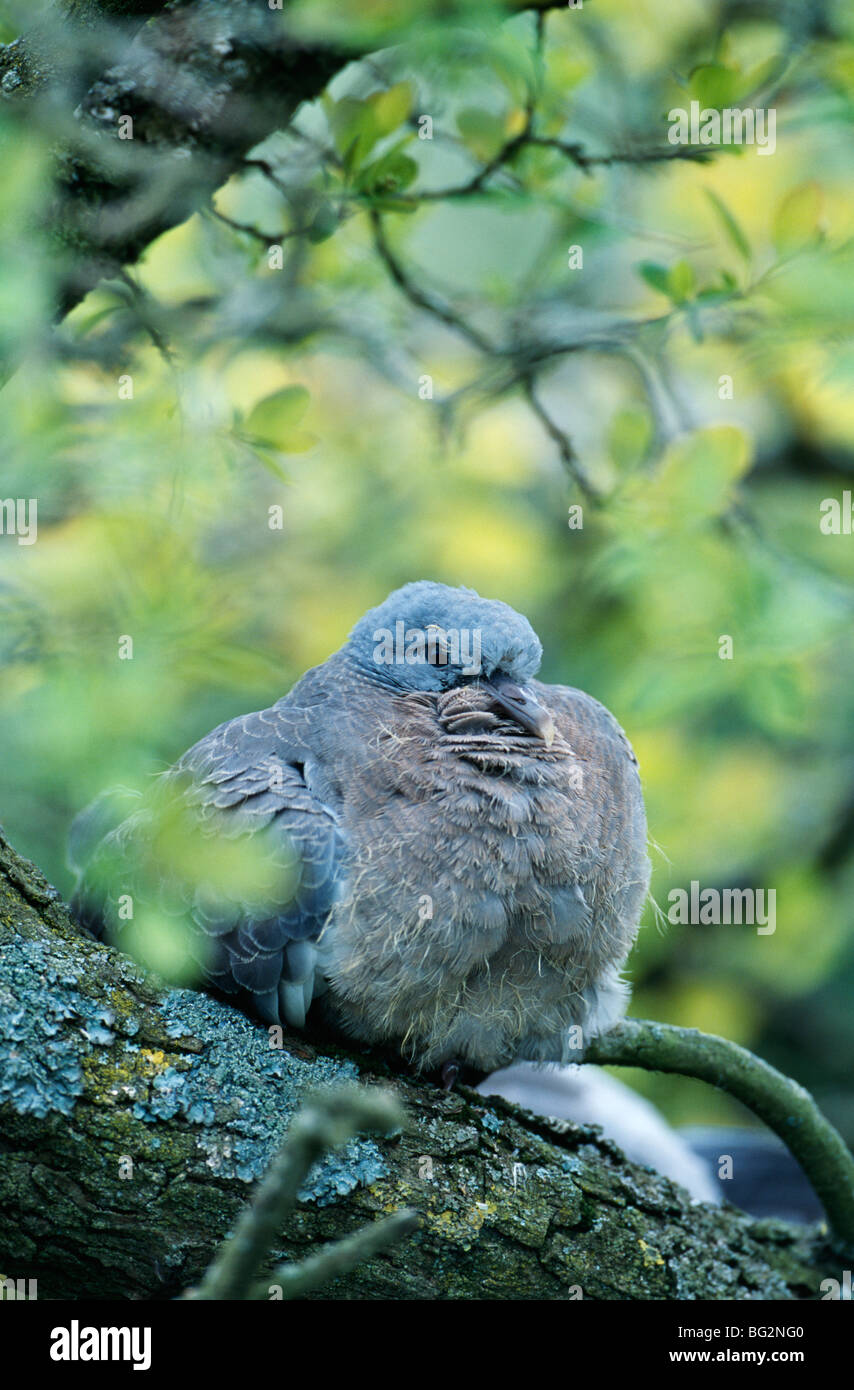 Fledgling Wood Pigeon on tree branch Stock Photo Alamy