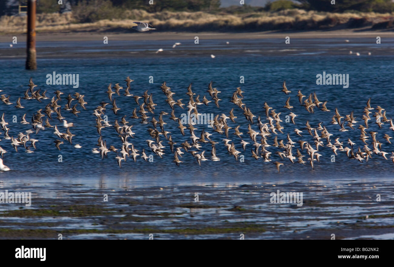 Mixed Wader flock in flight, mainly Dunlin, with Sanderling and others; California, United States Stock Photo