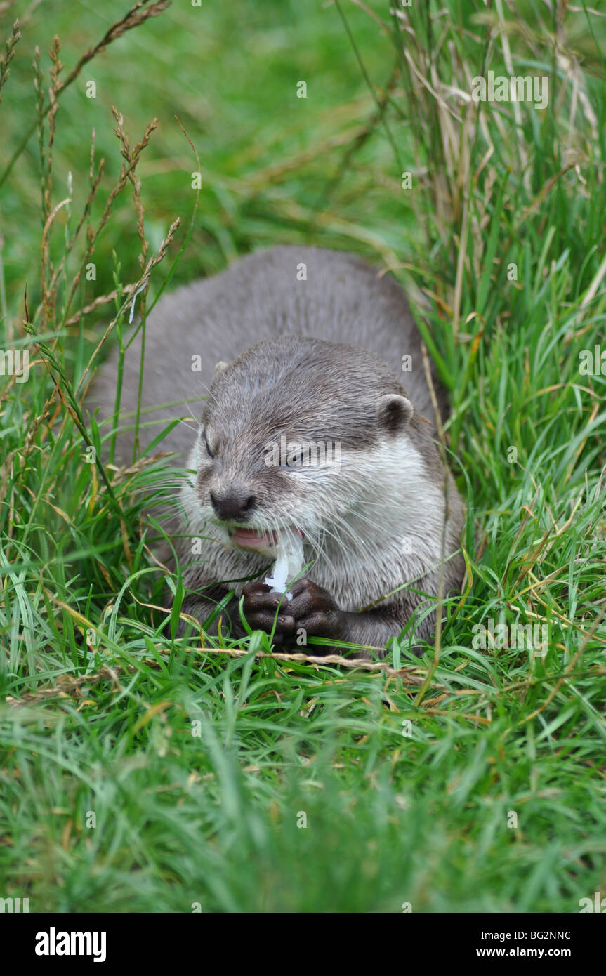 Asian short clawed otter eating fish Stock Photo