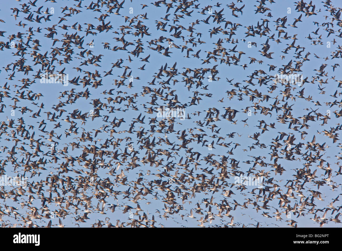 Flock of Northern Pintail ducks Anas acuta, with a few Northern Shoveler Anas clypeata in flight, California, United States Stock Photo