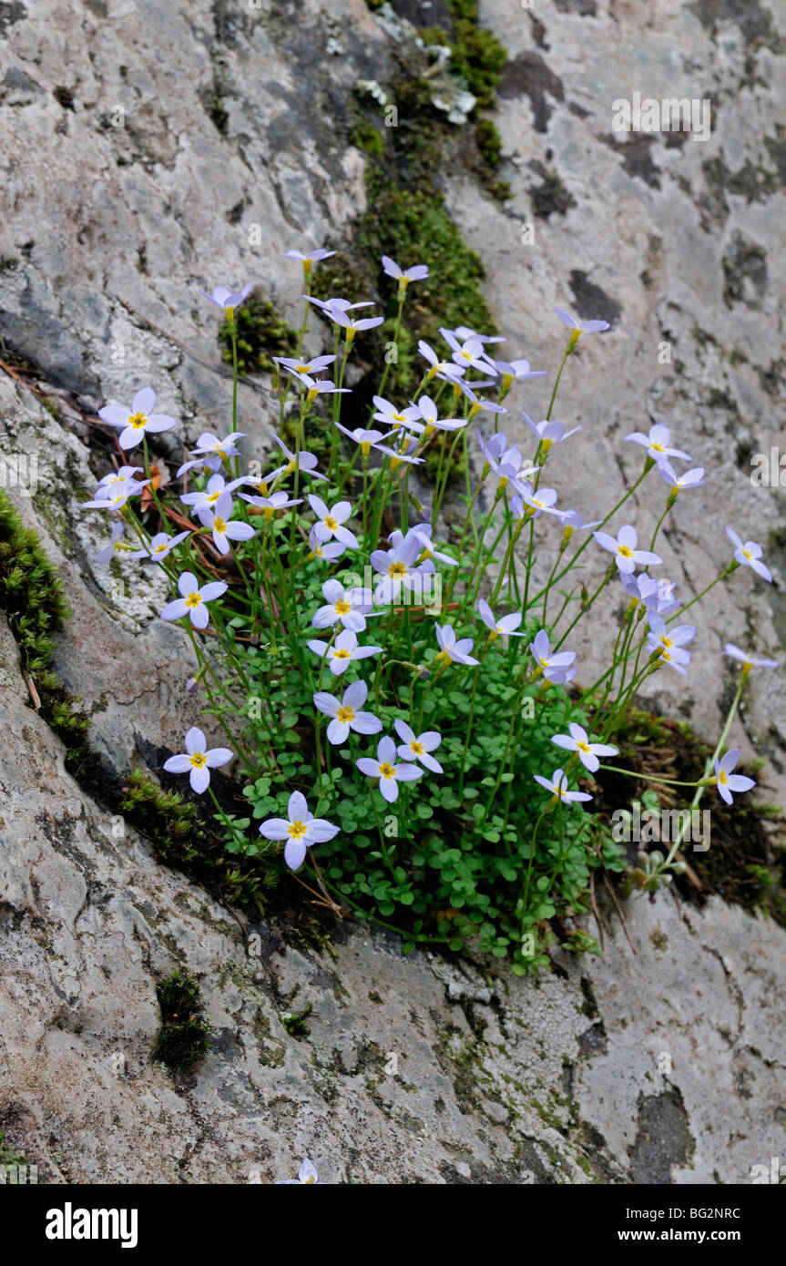 Prostrate thymeleaf Bluets Houstonia serpyllifolia growing in the crack ...