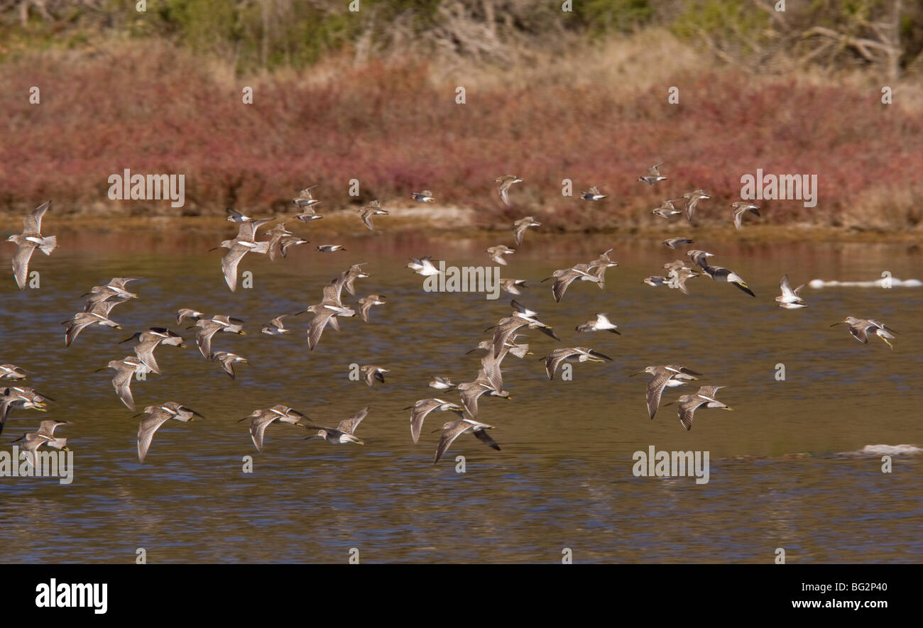 Flock of Long-billed Dowitchers Limnodromus scolopaceus in flight, California, United States Stock Photo