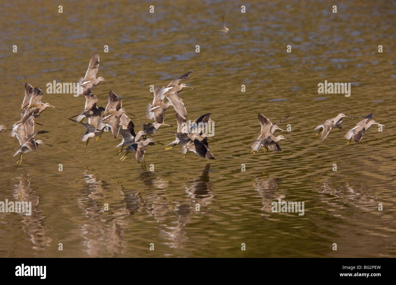 Flock of Long-billed Dowitchers Limnodromus scolopaceus in flight, California, United States Stock Photo