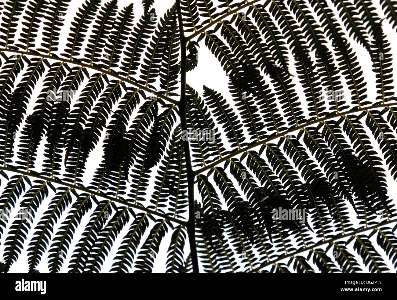 New zealand tree fern hi-res stock photography and images - Alamy
