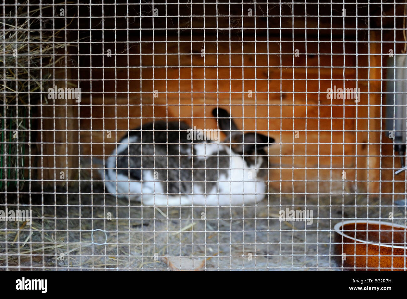 Rabbit in rabbit hutch Stock Photo Alamy