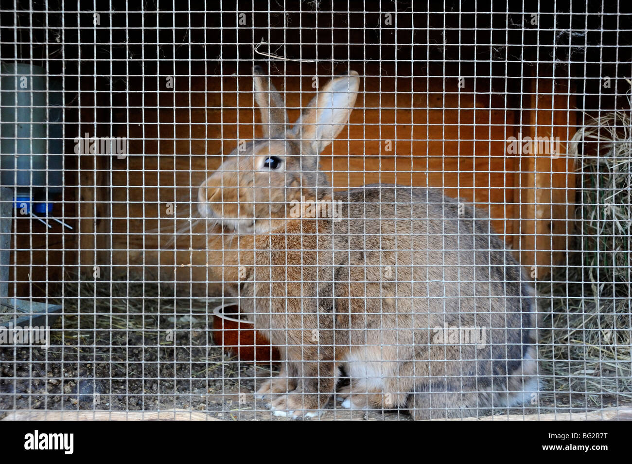 Rabbit in rabbit hutch Stock Photo Alamy