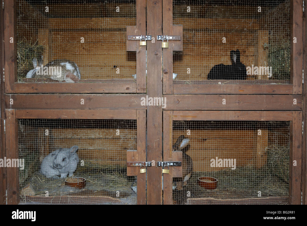 Rabbit in rabbit hutch Stock Photo Alamy