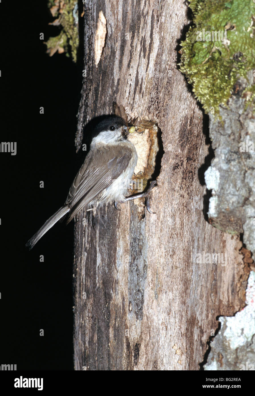 Marsh Tit Poecile Palustris At Nest hole With Food Stock Photo Alamy marsh-tit-poecile-palustris-at-nest-hole-with-food-stock-photo-alamy