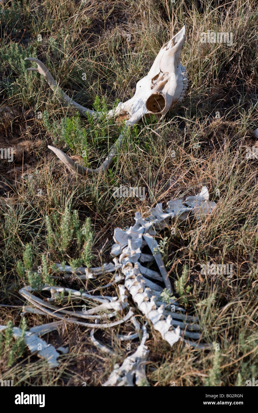 In the Sacramento Mountains, one often finds remains of deer, elk and antelope. Stock Photo