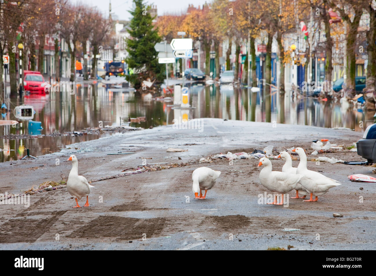 Farmyard geese on Cockermouth's main street after the devastating November 2009 floods. Stock Photo