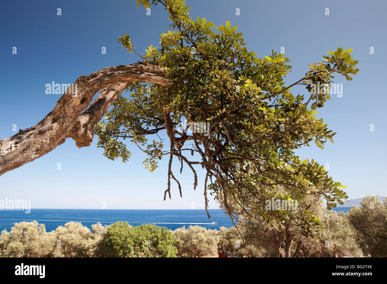 Old Carob tree Ceratonia Siliqua on coastal path West Cyprus Stock