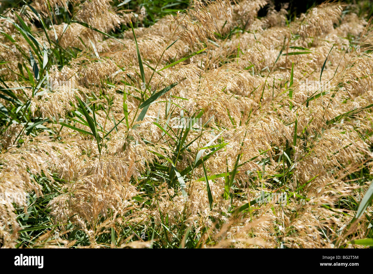 Phragmites australis common reed growing on Cyprus shoreline Stock Photo