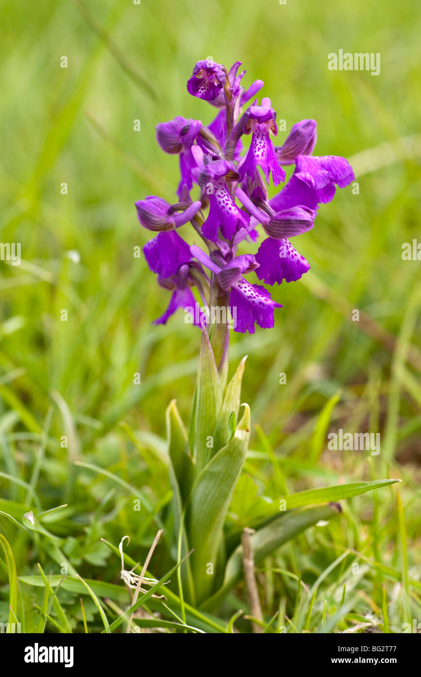Orchis morio, Green-winged orchid, Upwood meadows Stock Photo