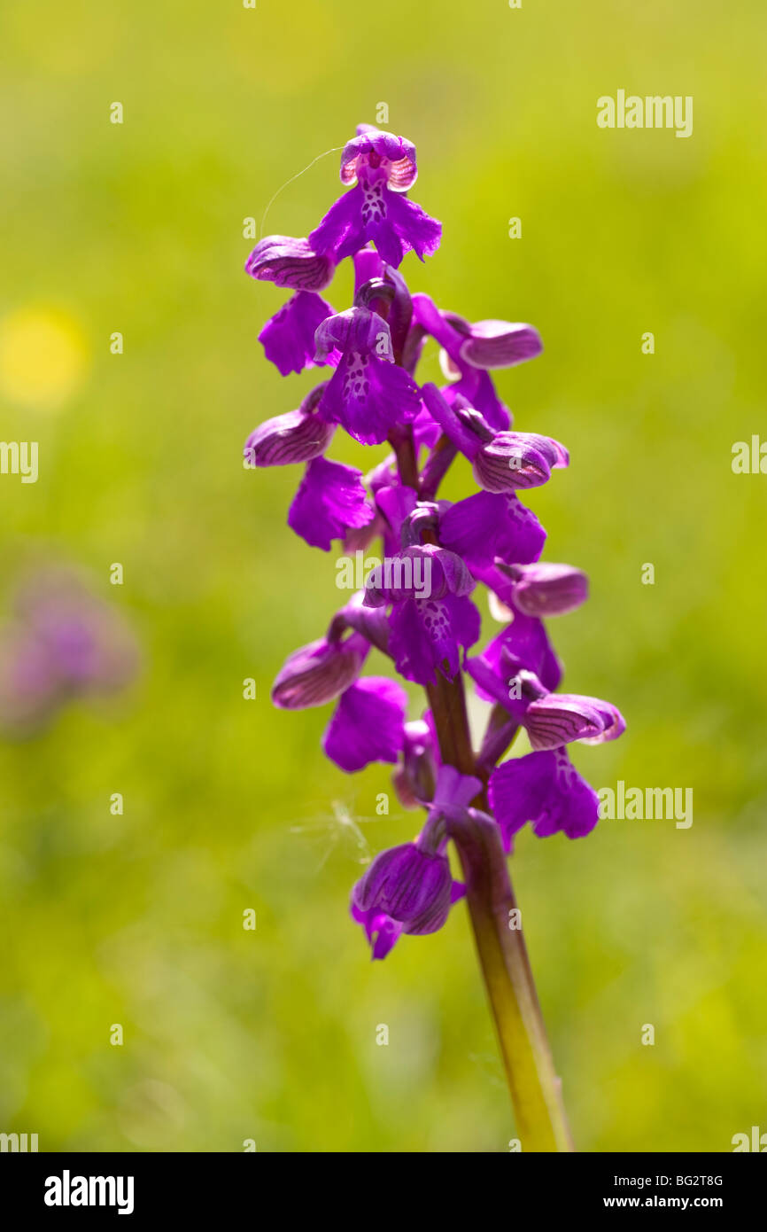Orchis morio, Green-winged orchid, Upwood meadows Stock Photo
