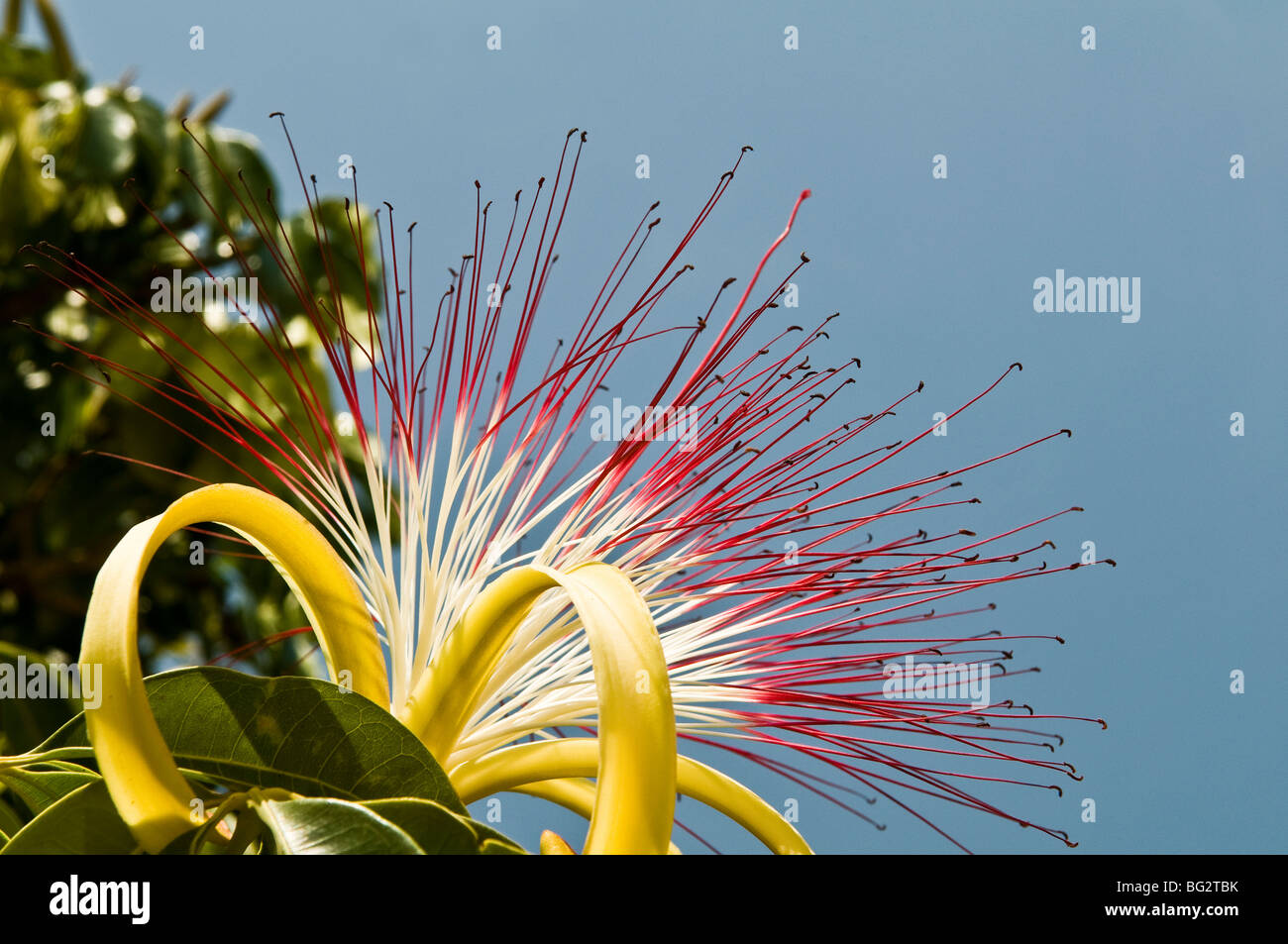 Exotic Tropical Flowers In Brazil Stock Photo 27107911 Alamy