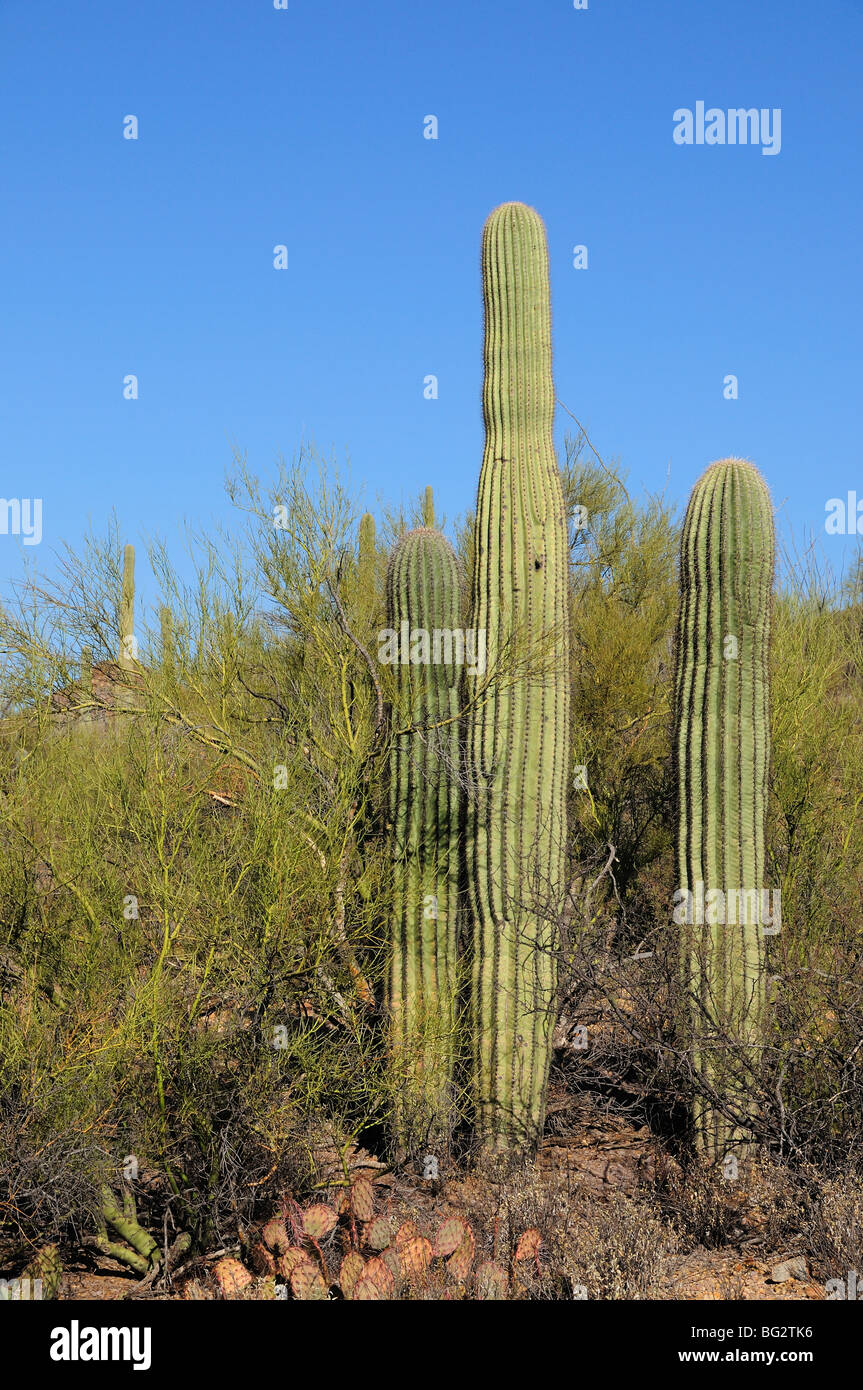 A palo verde tree serves as a "nurse plant" for saguaro cactus (Carnegiea  gigantea) growing in, Tucson, Arizona, USA Stock Photo - Alamy