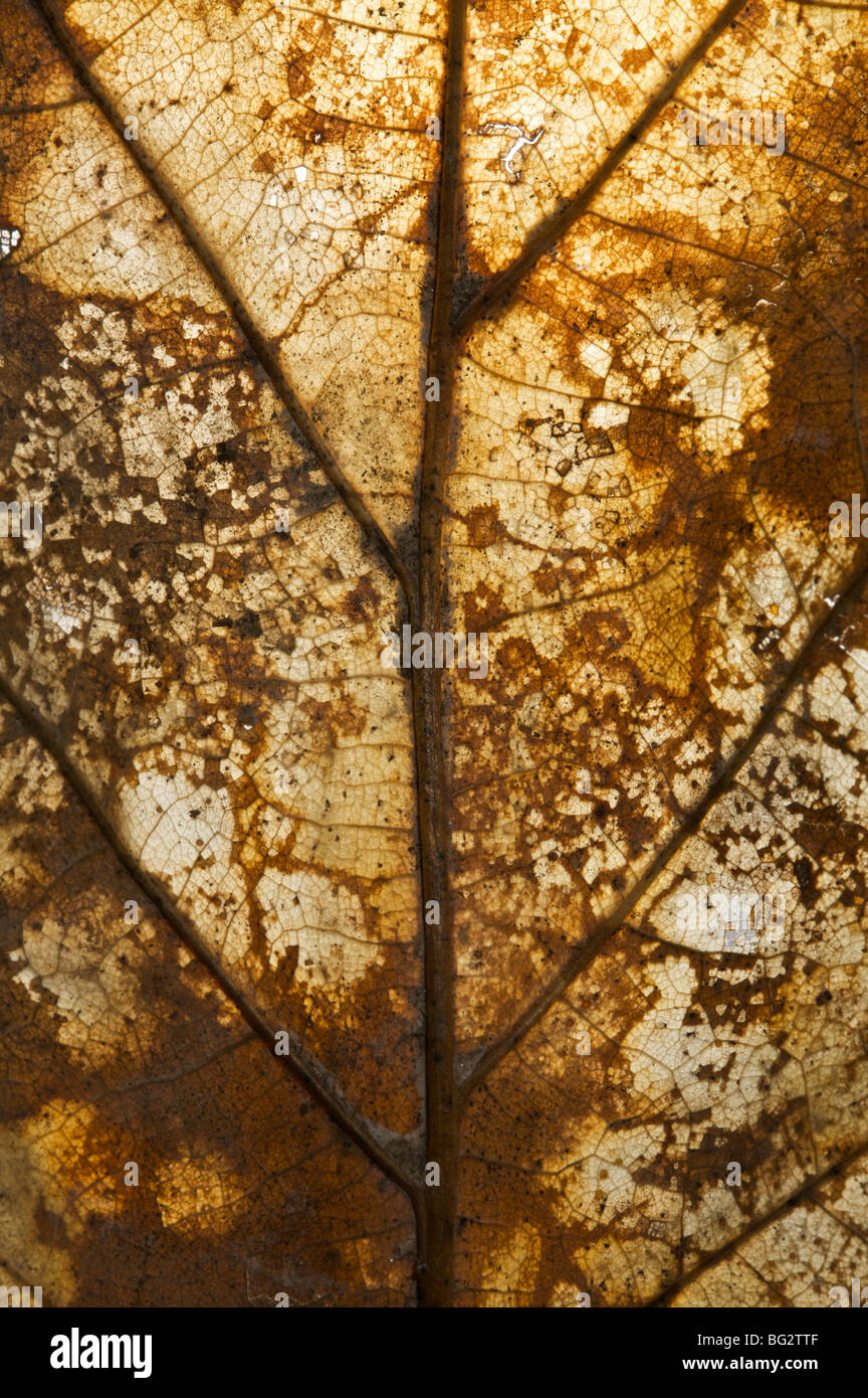 Dead oak leaf detail Stock Photo Alamy