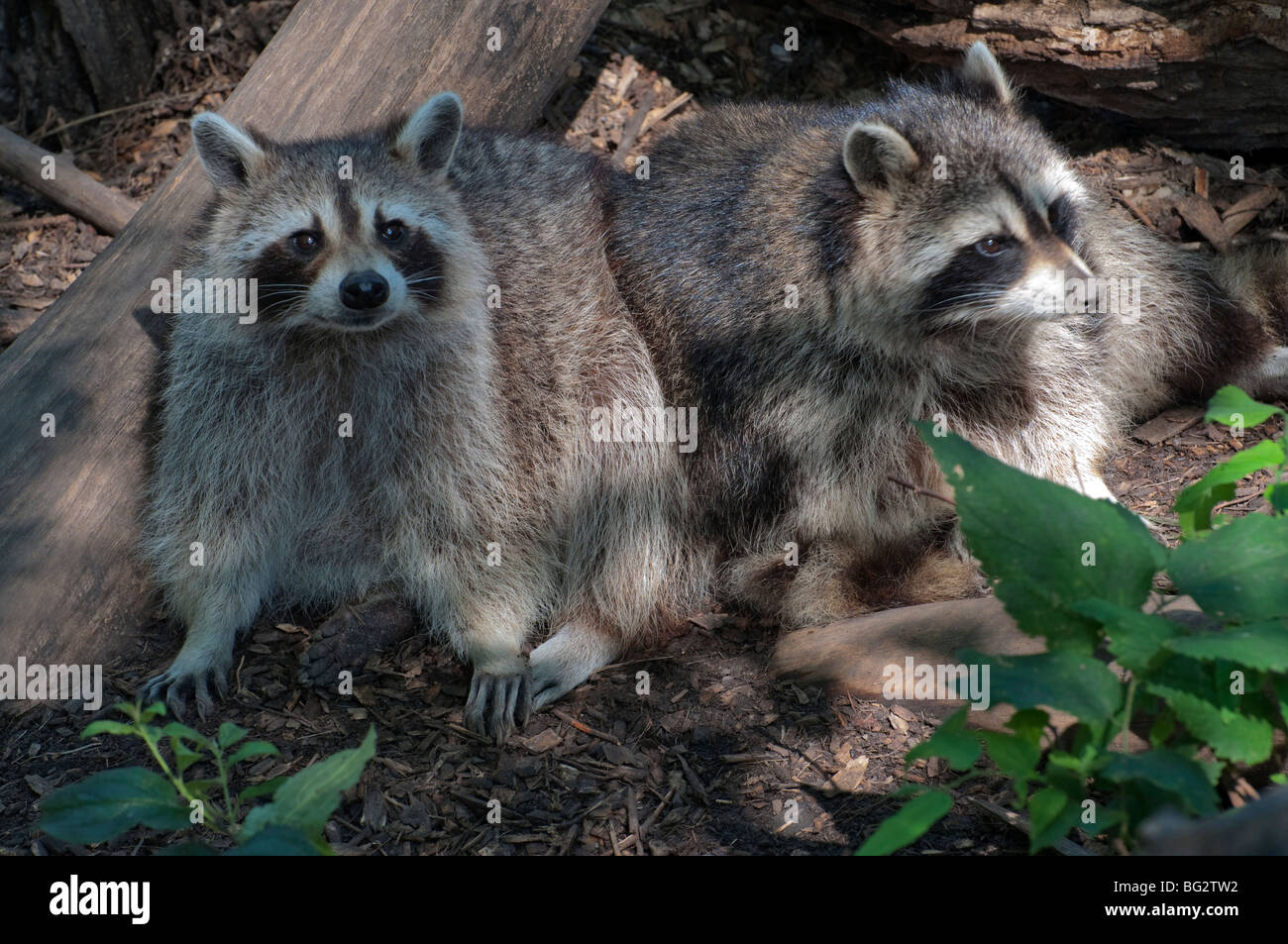 A pair of relaxed Raccoons Stock Photo - Alamy