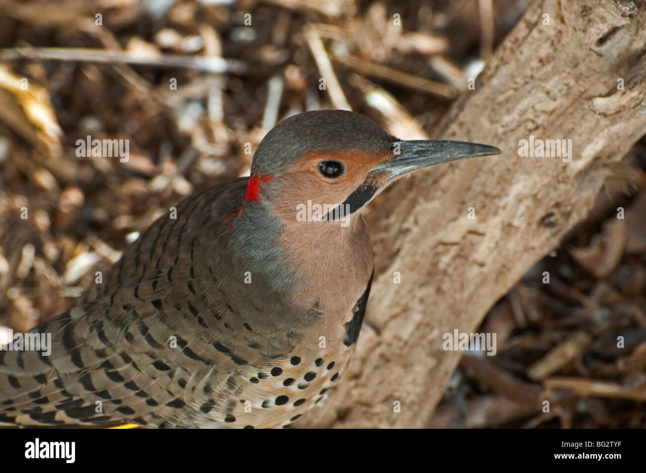 A Northern Flicker Woodpecker Stock Photo