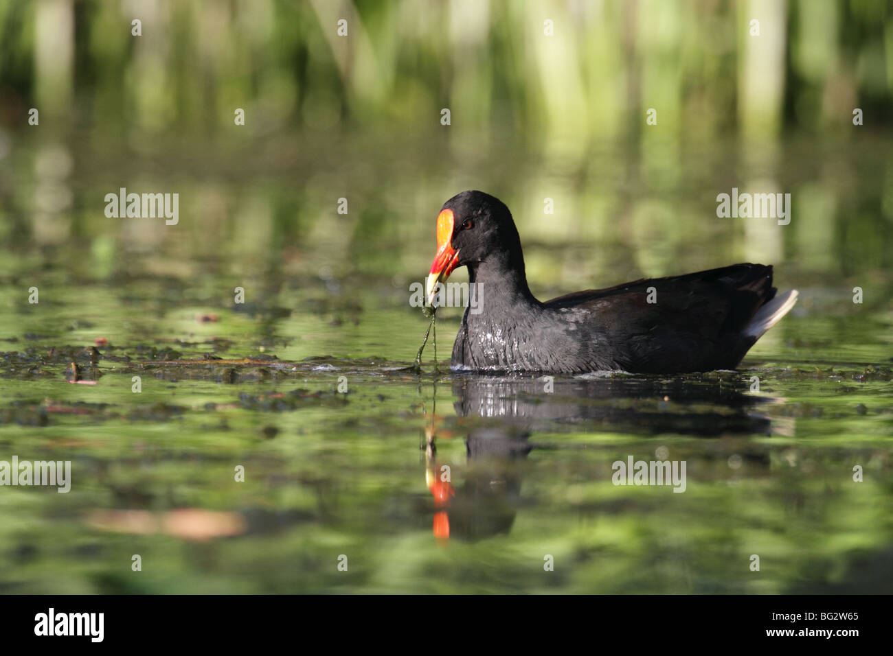 Dusky moorhen adult eating Stock Photo Alamy