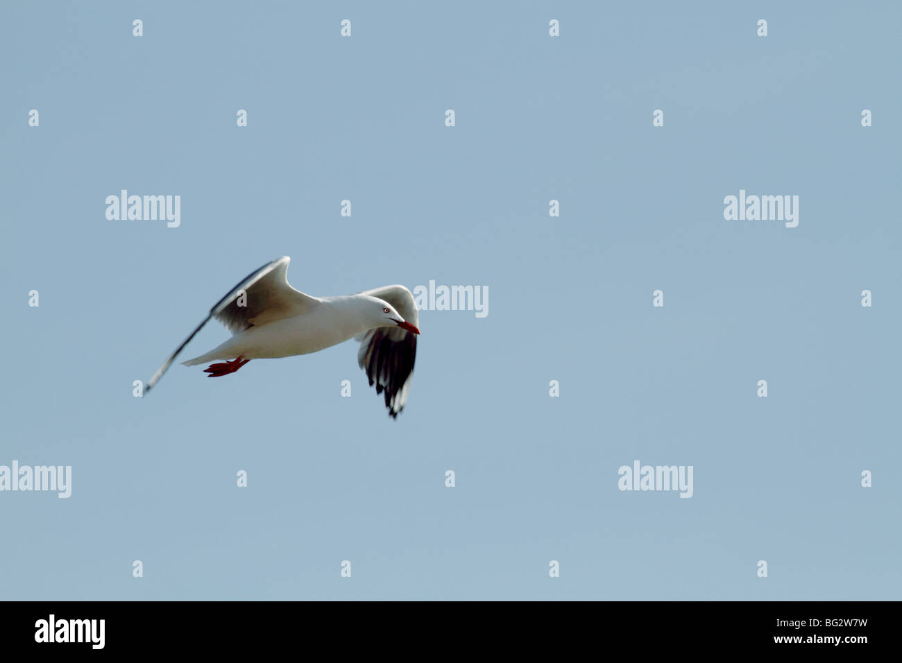 Silver gull in flight Stock Photo