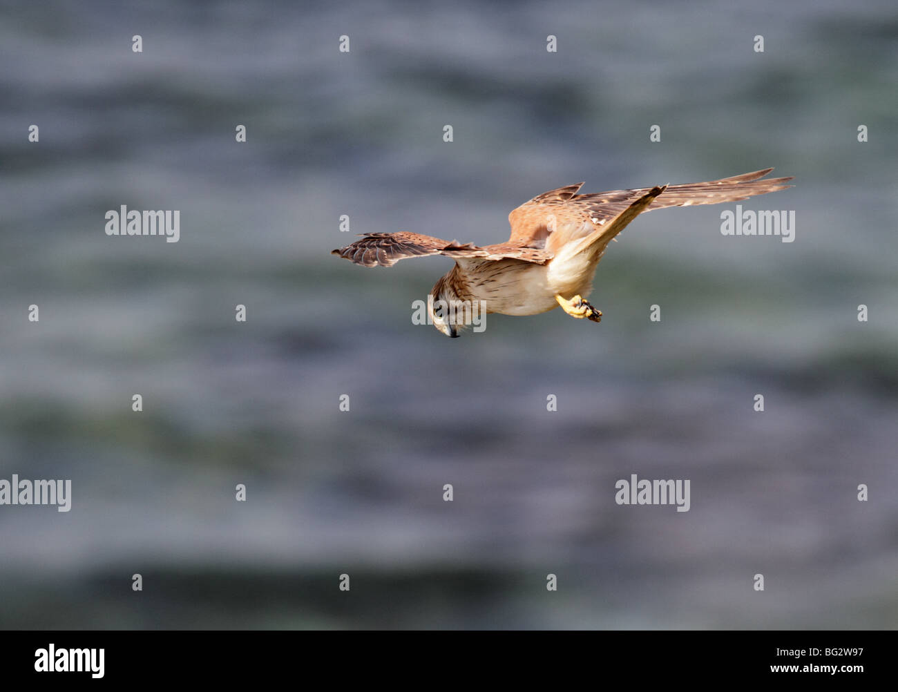 Australian kestrel in flight Stock Photo