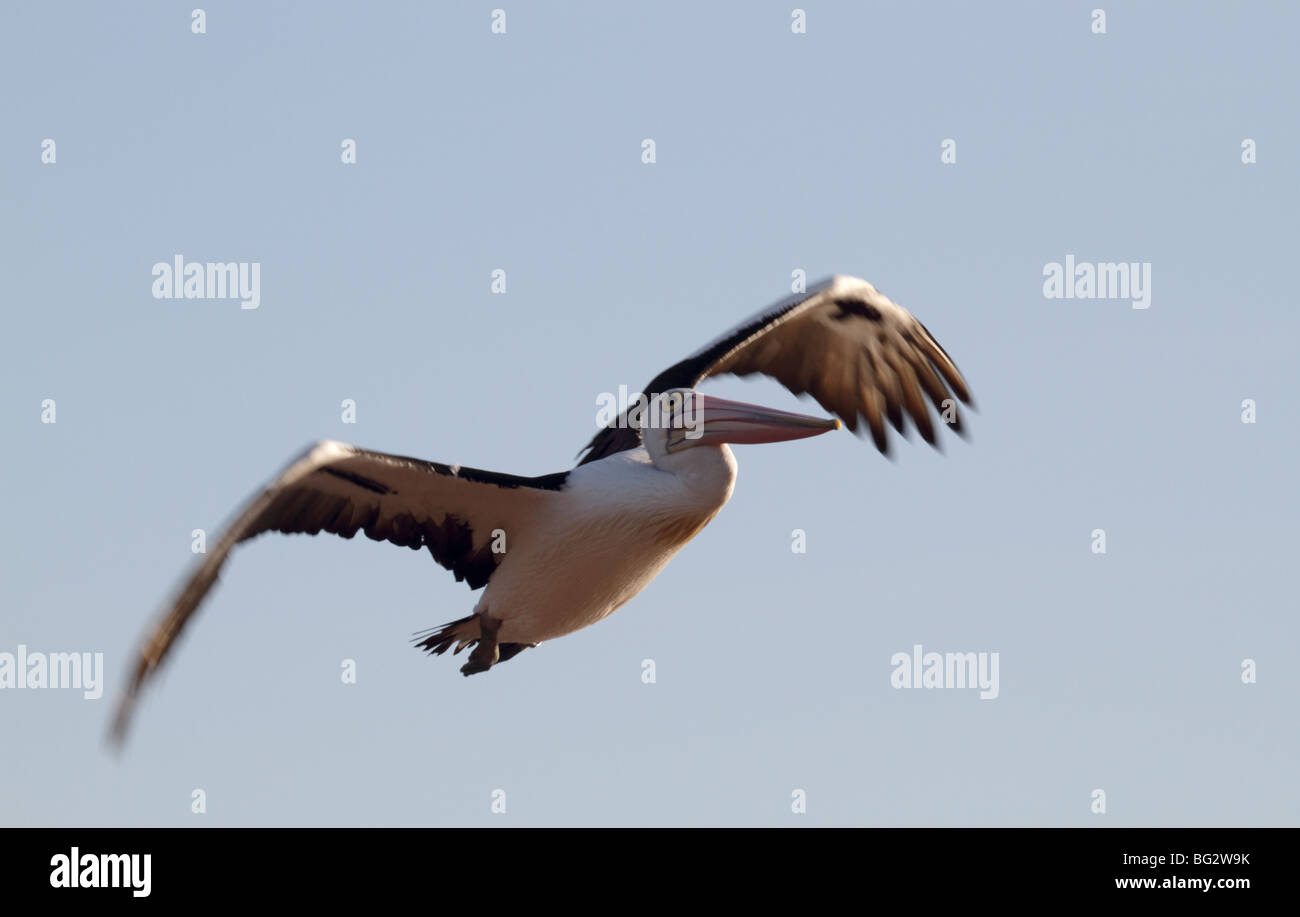 Australian pelican in flight Stock Photo