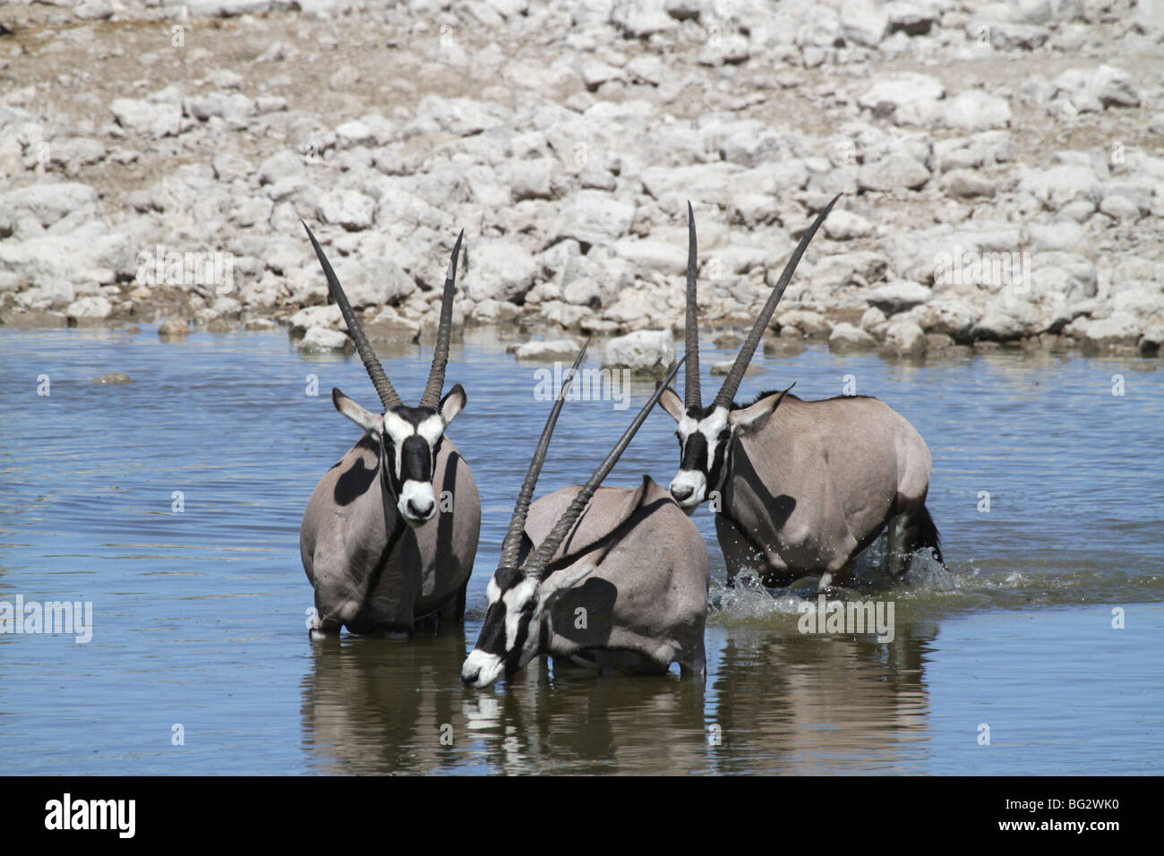 three oryx, or gemsbok, drinking from a waterhole Stock Photo