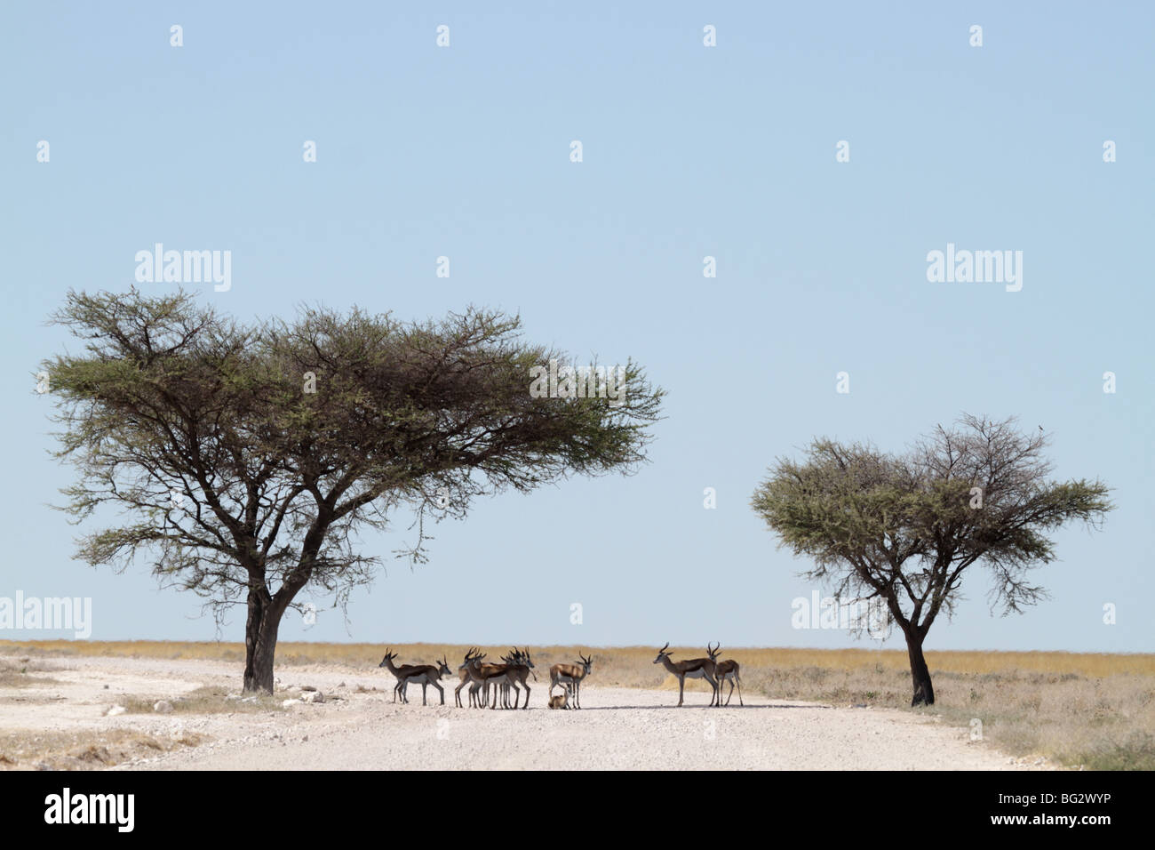 Springbok resting in shade Stock Photo