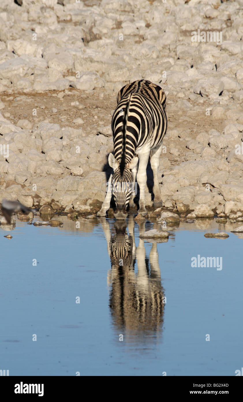 Burchell's zebra, equus burchelli Stock Photo Alamy