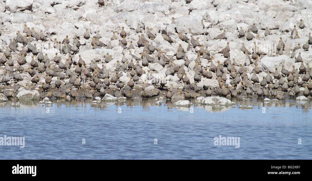 A flock of Namaqua sandgrouse drinking from a waterhole Stock Photo