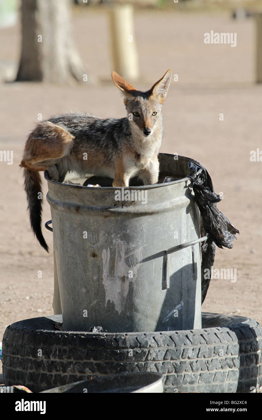 Black backed jackal in a rubbish bin Stock Photo