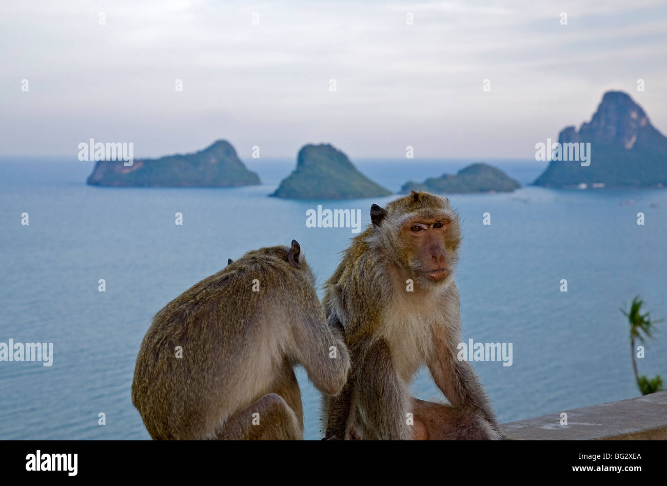 Sea Monkeys - Scimmie di mare - 15 TV Spot 