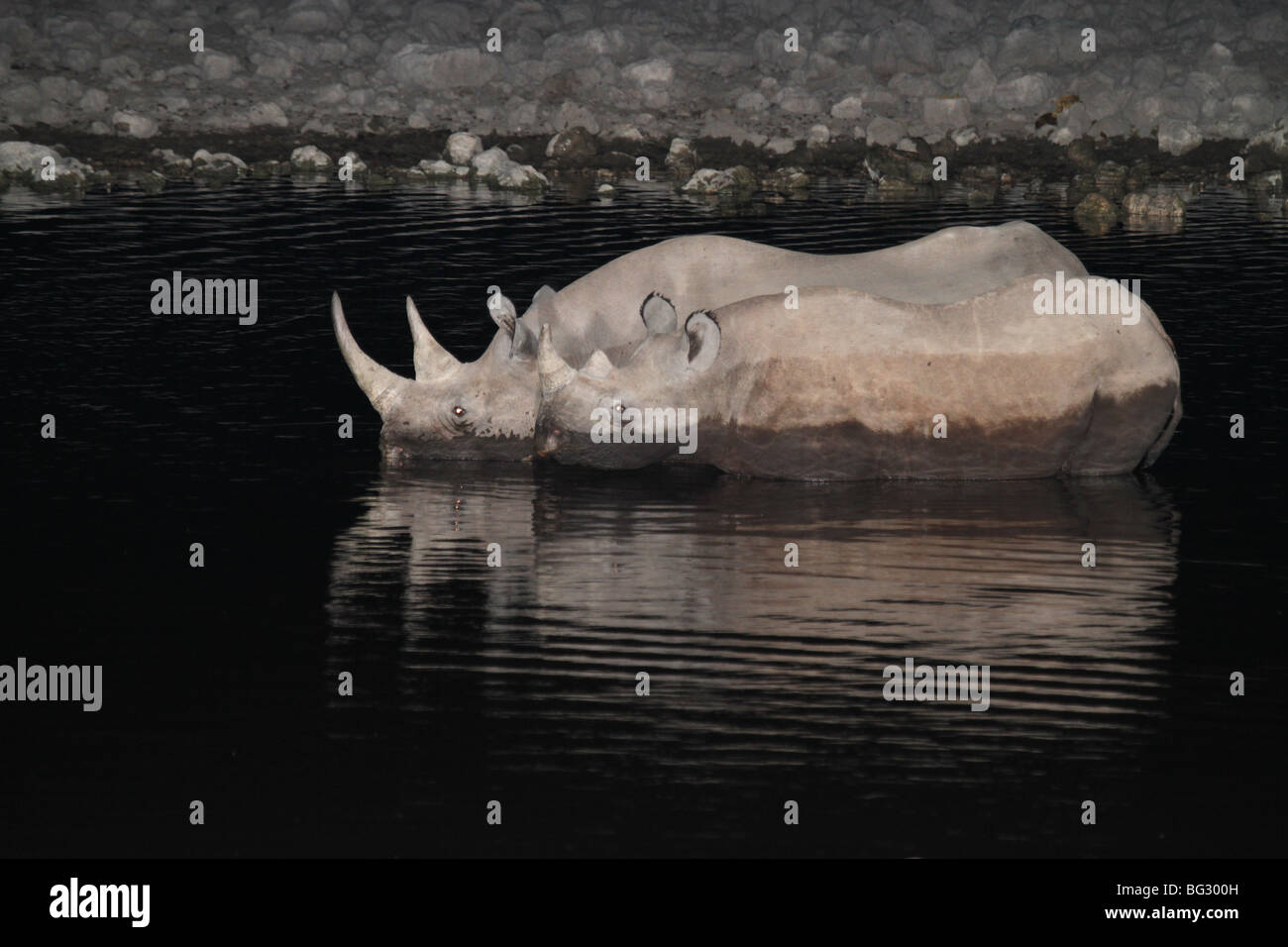 Black rhino in a waterhole at night with infant Stock Photo